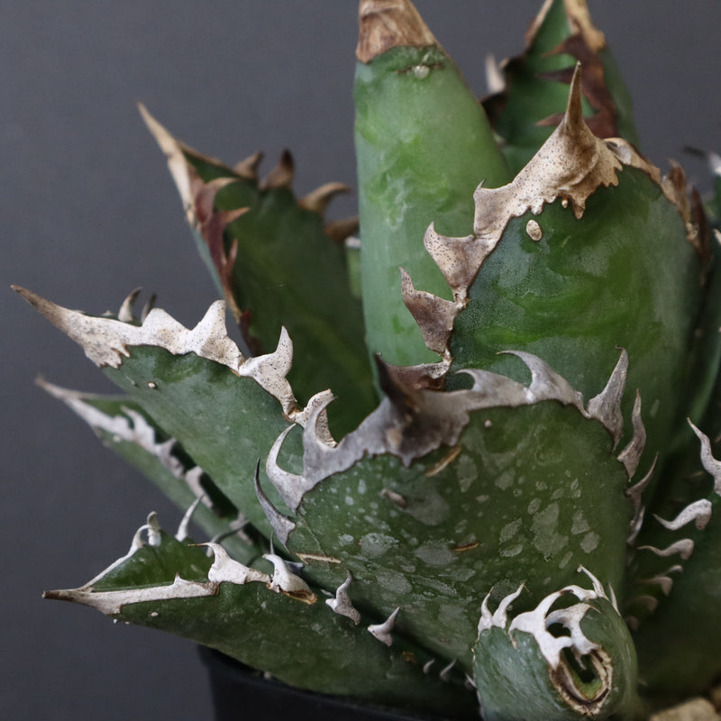 アガベ 赤猫 EC374