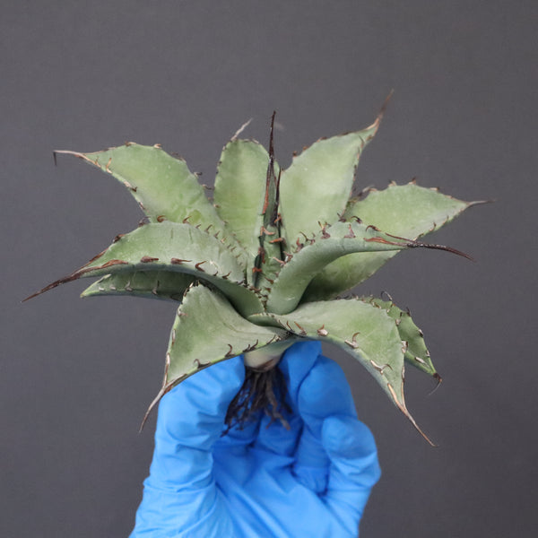 【DRAGON AGAVE】アガベ 妖炎×武藏嚴龍 EC1125