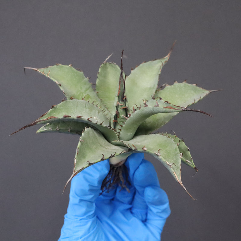 【DRAGON AGAVE】アガベ 妖炎×武藏嚴龍 EC1125