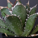 アガベ 赤猫 EC374