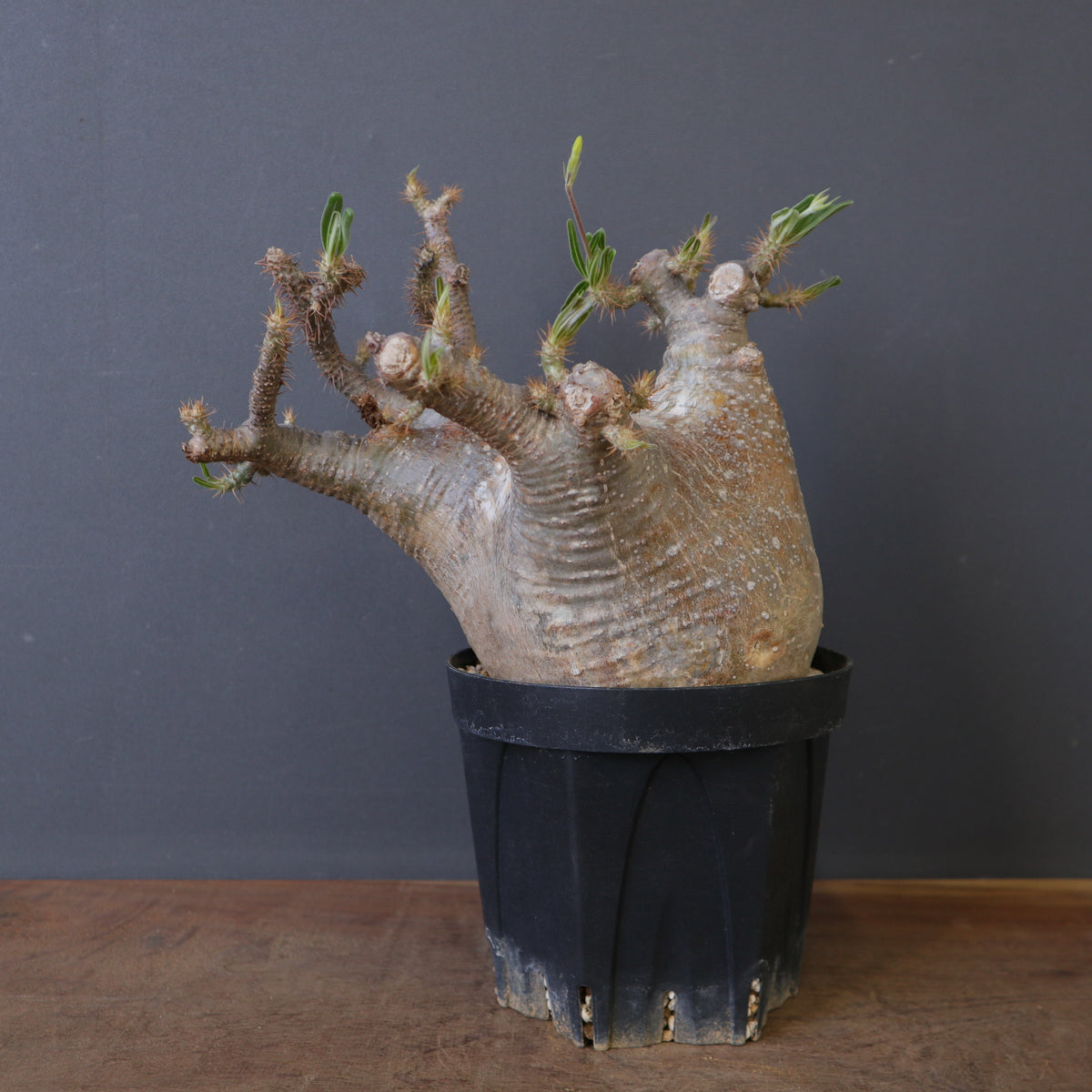 塊根植物 – 7ページ目 – TaiShoDo ONLINE SHOP
