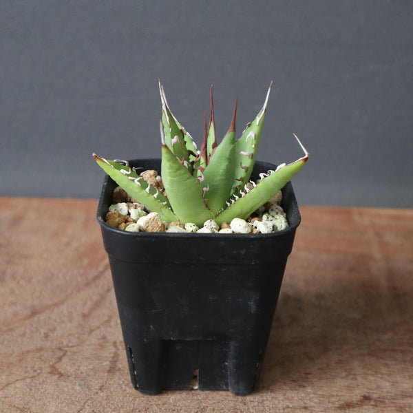 商品 – 29ページ目 – TaiShoDo ONLINE SHOP