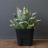 アガベ 赤猫 EC376