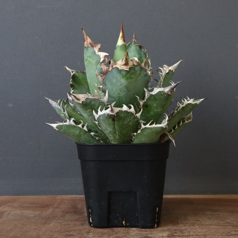 アガベ 赤猫 EC376