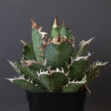 アガベ 赤猫 EC376