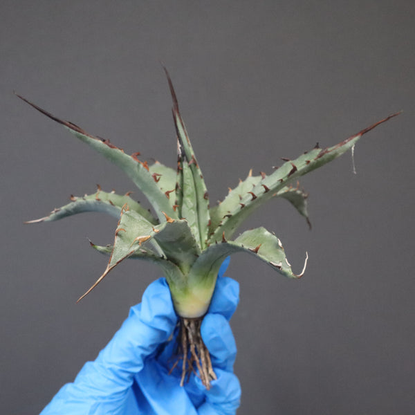 【DRAGON AGAVE】アガベ 妖炎×武藏嚴龍 EC1126