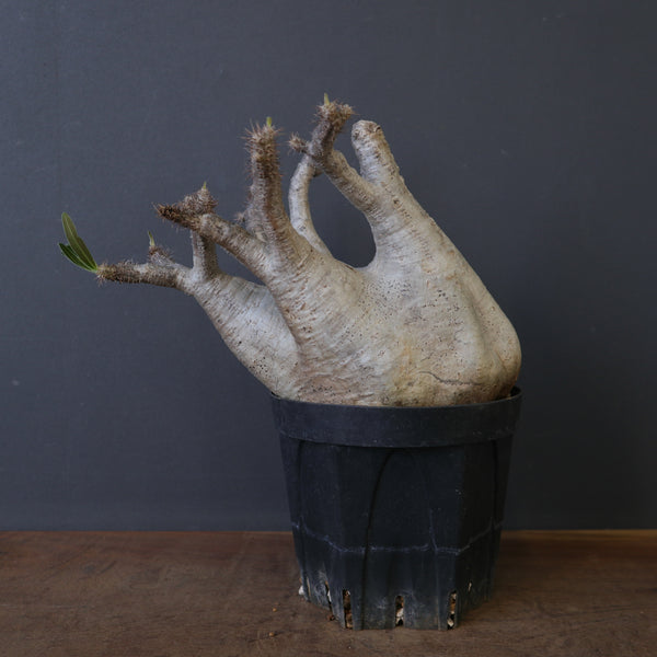 塊根植物 – 7ページ目 – TaiShoDo ONLINE SHOP