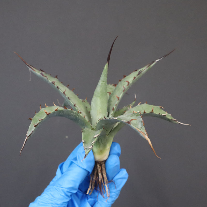 【DRAGON AGAVE】アガベ 妖炎×武藏嚴龍 EC1126