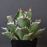 アガベ 赤猫 EC376