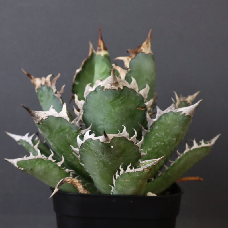 アガベ 赤猫 EC376