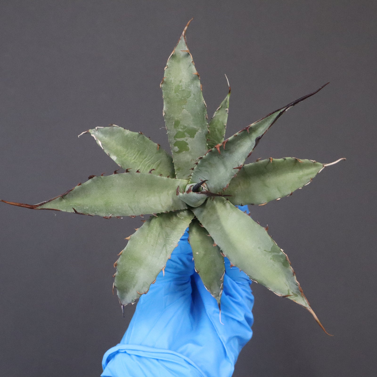 DRAGON AGAVE】アガベ 妖炎×武藏嚴龍 EC1126 – TaiShoDo ONLINE SHOP