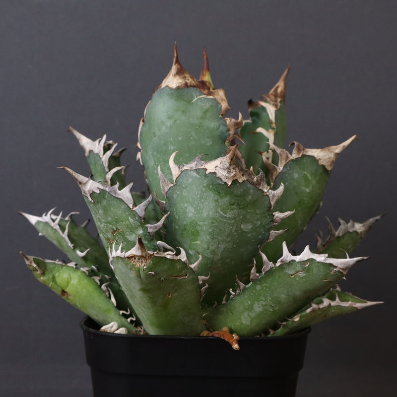 アガベ 赤猫 EC376