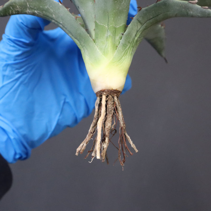 【DRAGON AGAVE】アガベ 妖炎×武藏嚴龍 EC1126