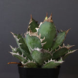 アガベ 赤猫 EC376