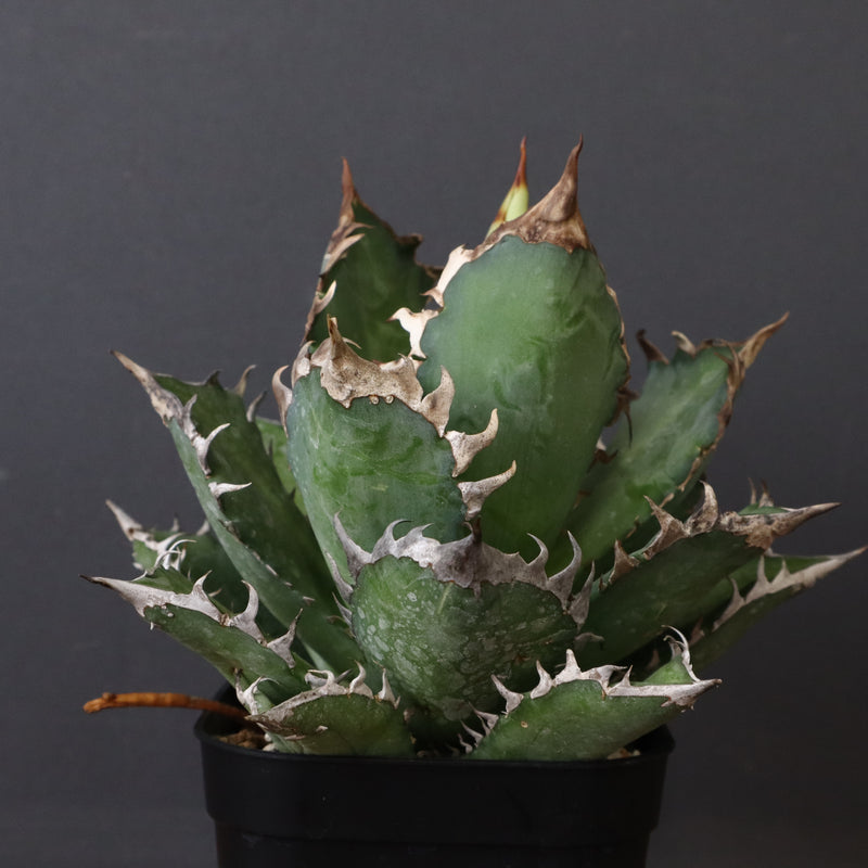 アガベ 赤猫 EC376