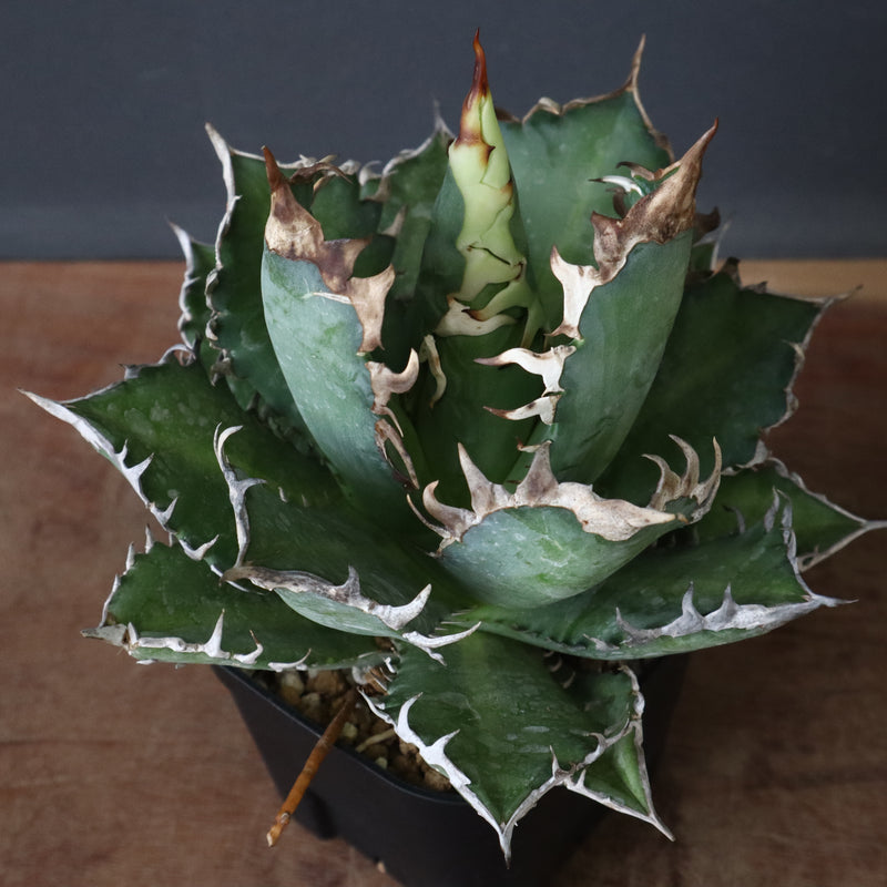 アガベ 赤猫 EC376