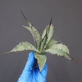 【DRAGON AGAVE】アガベ 妖炎×武藏嚴龍 EC1126