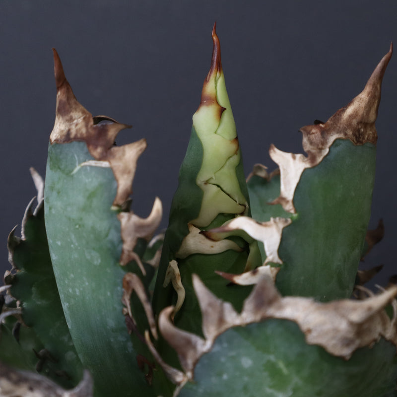 アガベ 赤猫 EC376