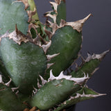 アガベ 赤猫 EC376