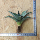 【DRAGON AGAVE】アガベ 妖炎×武藏嚴龍 EC1127