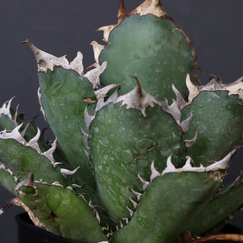 アガベ 赤猫 EC376