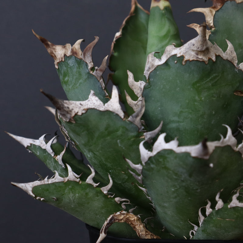 アガベ 赤猫 EC376