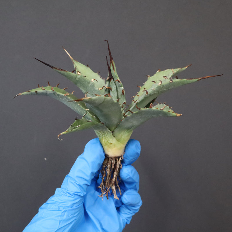 【DRAGON AGAVE】アガベ 妖炎×武藏嚴龍 EC1127