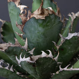 アガベ 赤猫 EC376