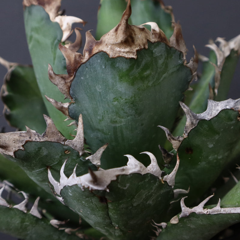 アガベ 赤猫 EC376