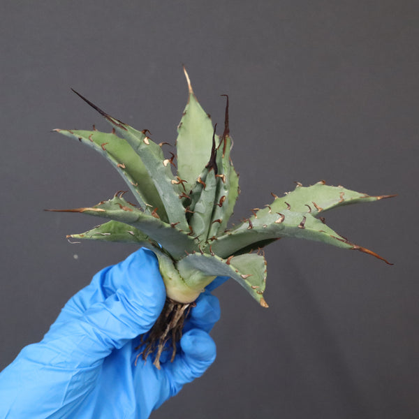 【DRAGON AGAVE】アガベ 妖炎×武藏嚴龍 EC1127