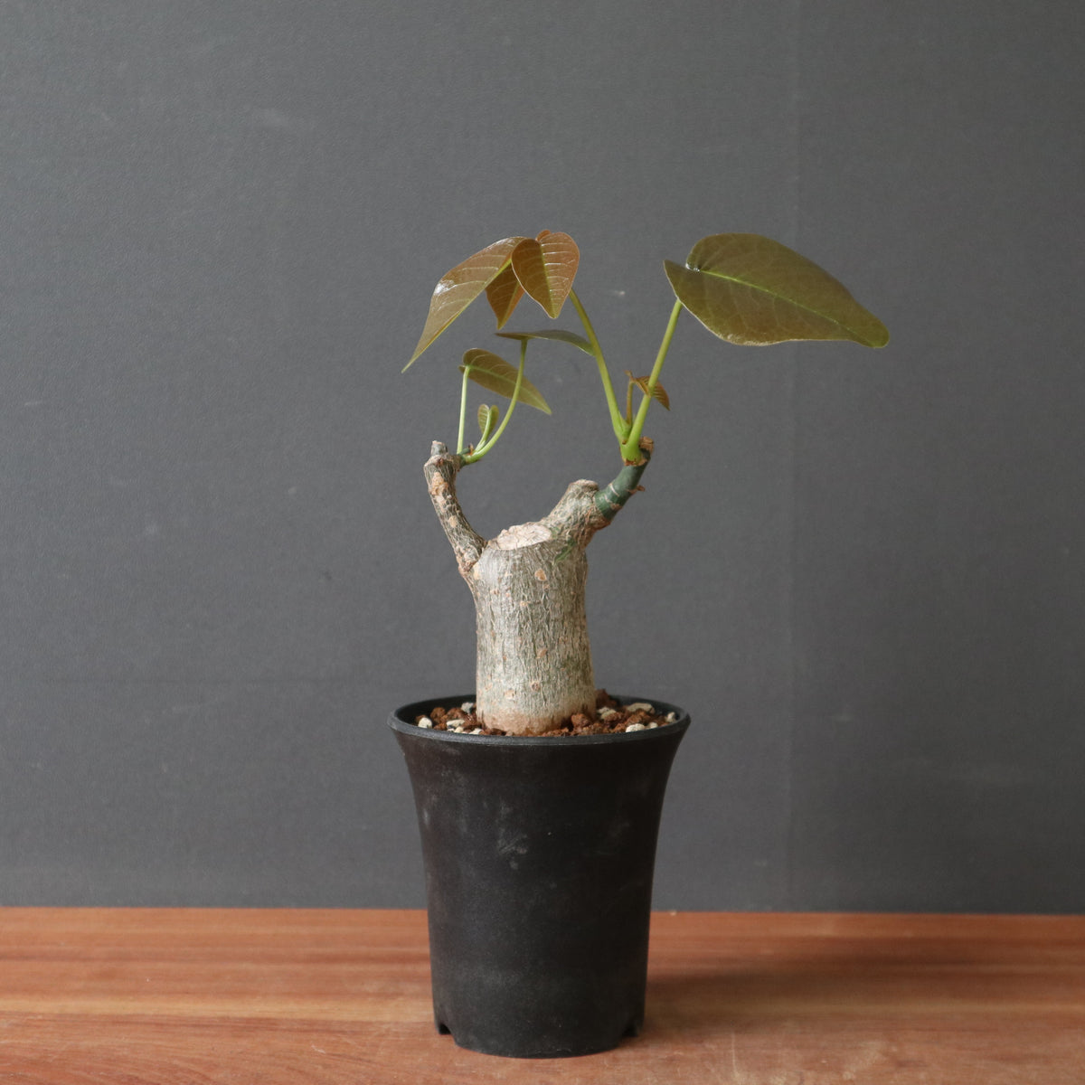 塊根植物 – 19ページ目 – TaiShoDo ONLINE SHOP