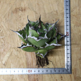 【DRAGON AGAVE】アガベ 精品 黒帝期 EC1131