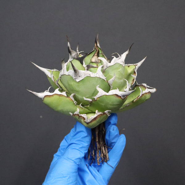 【DRAGON AGAVE】アガベ 精品 黒帝期 EC1131