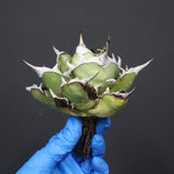 【DRAGON AGAVE】アガベ 精品 黒帝期 EC1131