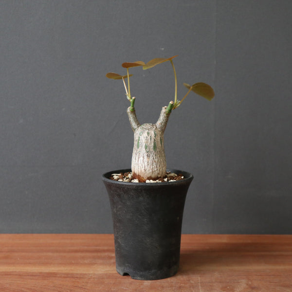 P.ボンバックス (実生) 15 – TaiShoDo ONLINE SHOP