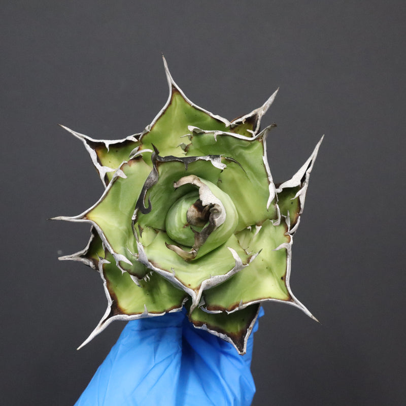 【DRAGON AGAVE】アガベ 精品 黒帝期 EC1131