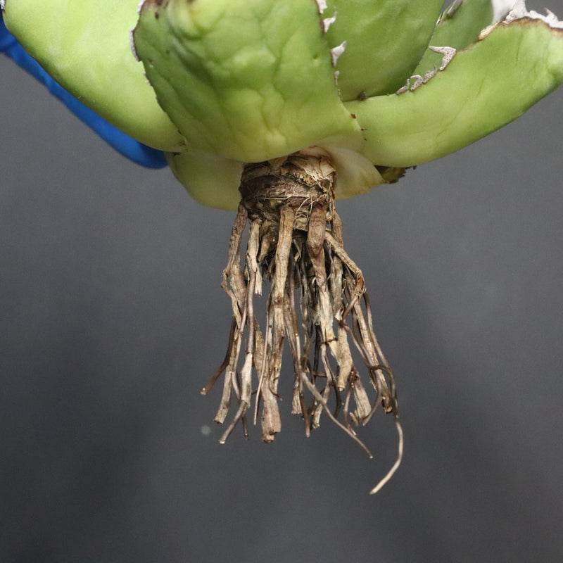 【DRAGON AGAVE】アガベ 精品 黒帝期 EC1131