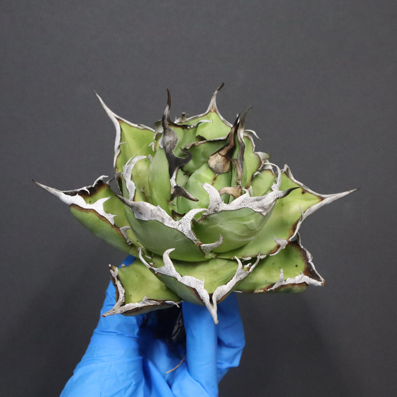 【DRAGON AGAVE】アガベ 精品 黒帝期 EC1131