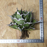 【DRAGON AGAVE】アガベ 精品 黒帝期 EC1133