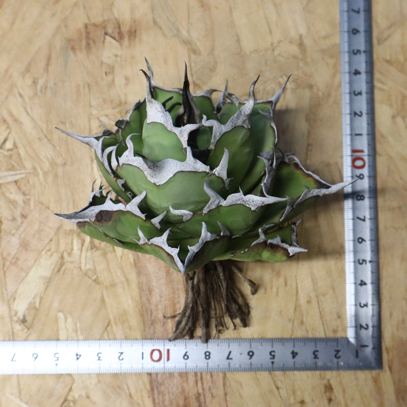 【DRAGON AGAVE】アガベ 精品 黒帝期 EC1133