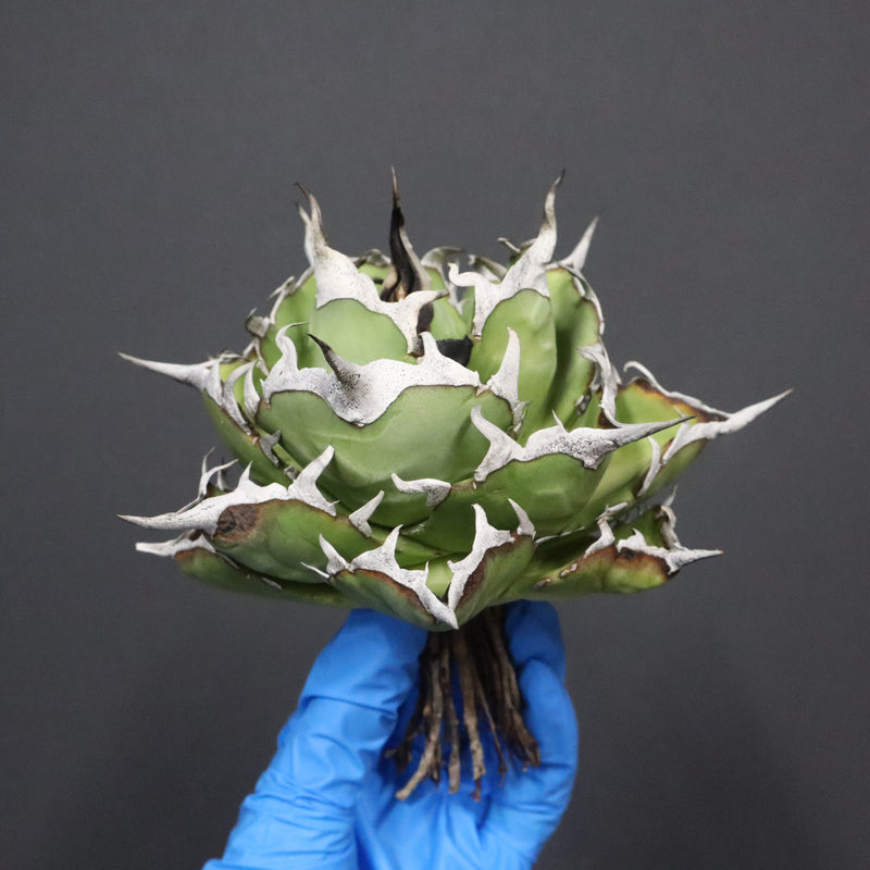 【DRAGON AGAVE】アガベ 精品 黒帝期 EC1133