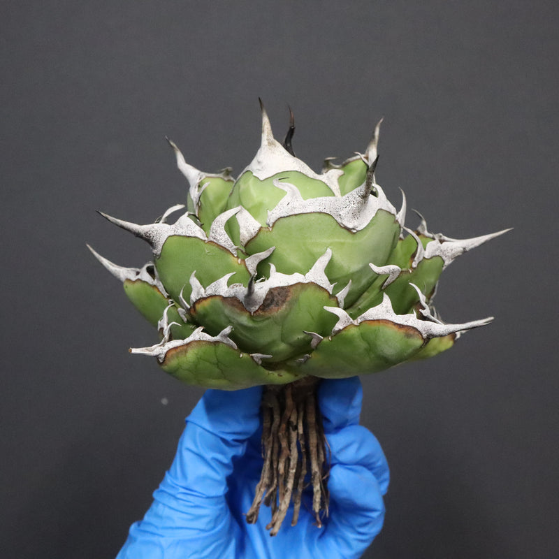 【DRAGON AGAVE】アガベ 精品 黒帝期 EC1133