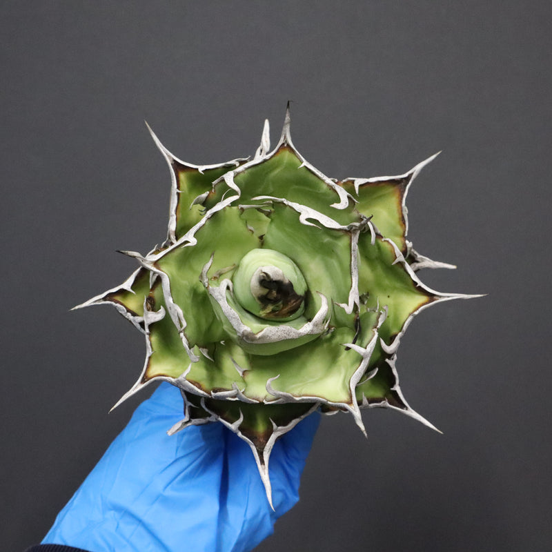 【DRAGON AGAVE】アガベ 精品 黒帝期 EC1133