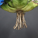 【DRAGON AGAVE】アガベ 精品 黒帝期 EC1133