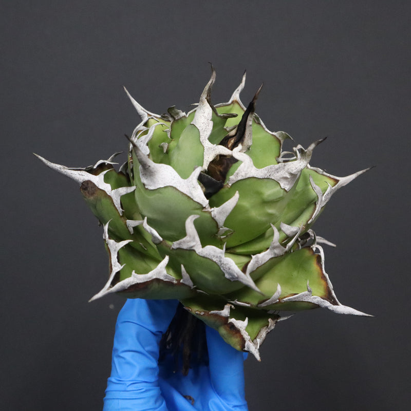【DRAGON AGAVE】アガベ 精品 黒帝期 EC1133