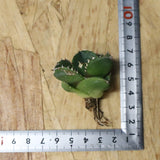 【DRAGON AGAVE】アガベ 達摩 EC1134