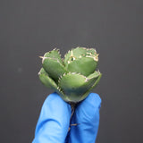 【DRAGON AGAVE】アガベ 達摩 EC1134