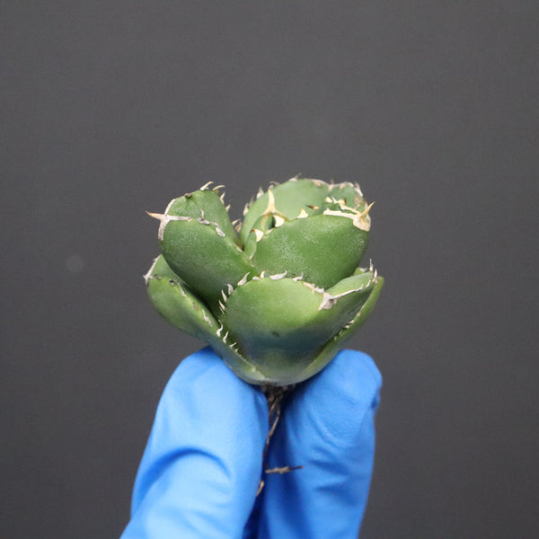 【DRAGON AGAVE】アガベ 達摩 EC1134