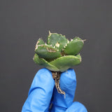 【DRAGON AGAVE】アガベ 達摩 EC1134