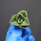 【DRAGON AGAVE】アガベ 達摩 EC1134